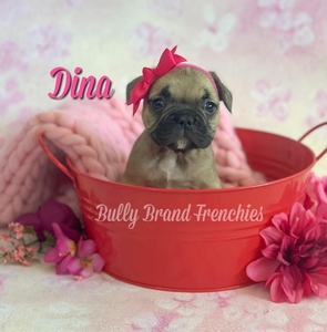 Dina