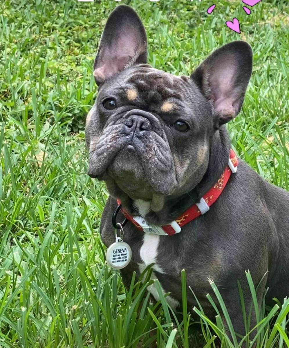 French bulldog ear store drooping