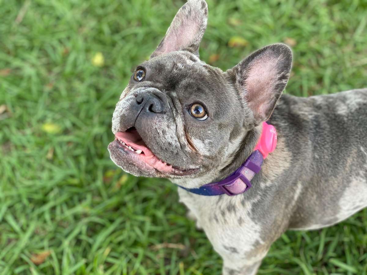 Frenchie Facts / Breed Standards - Bully Brand Frenchies