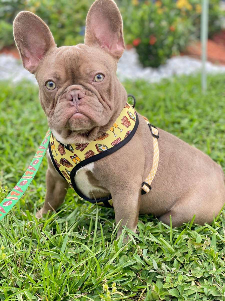 French bulldog floppy store ears